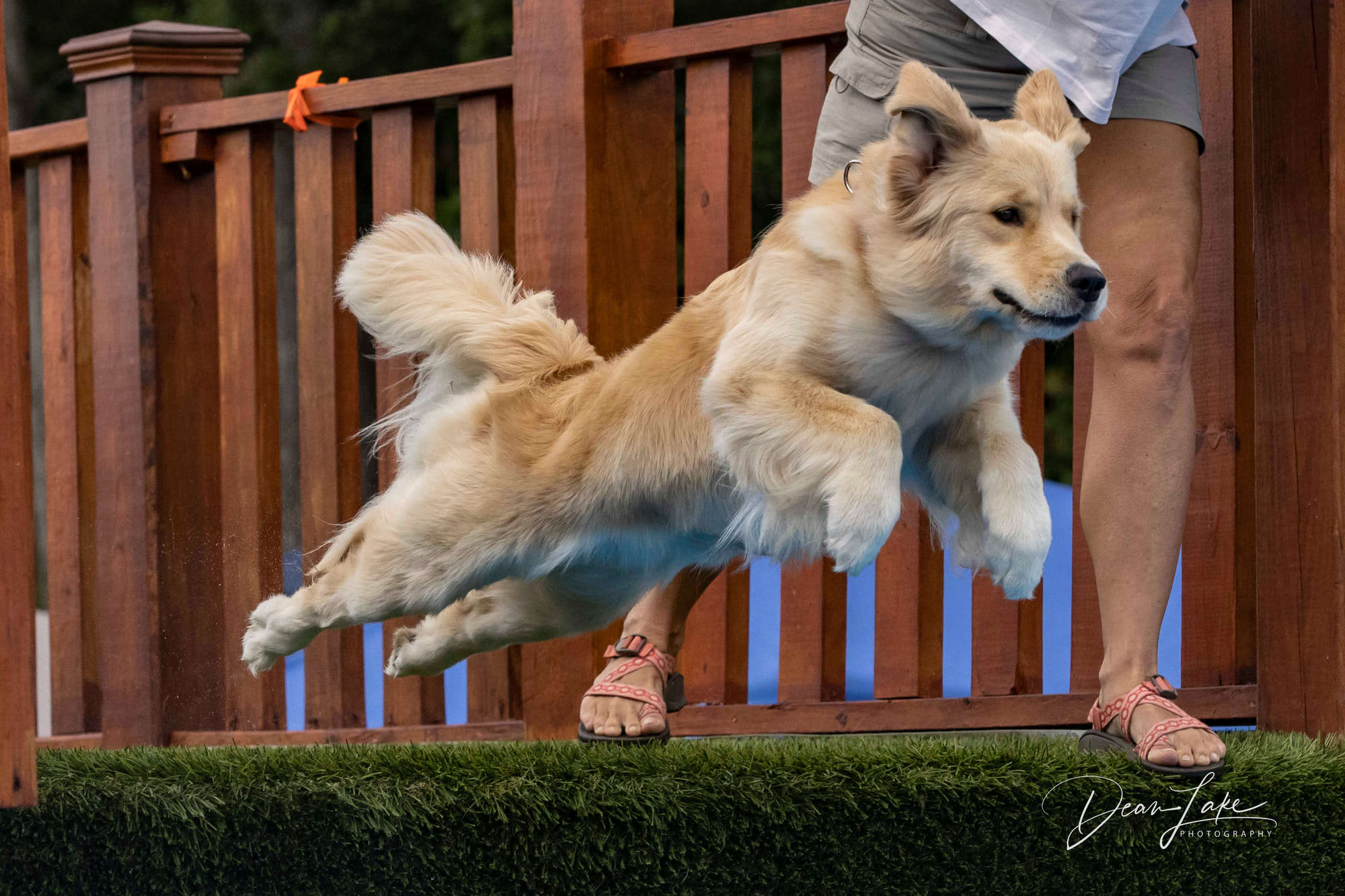 Argos Golden Retrievers