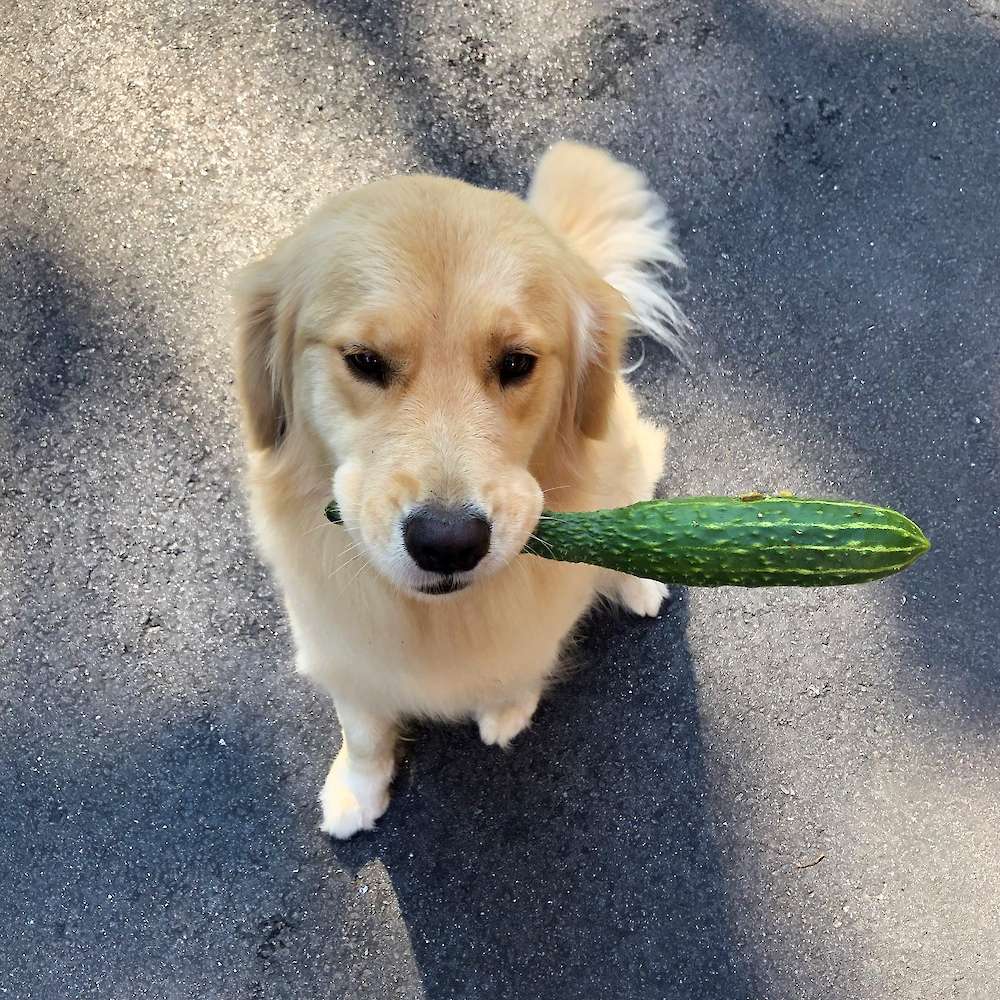 Tilly raiding my garden