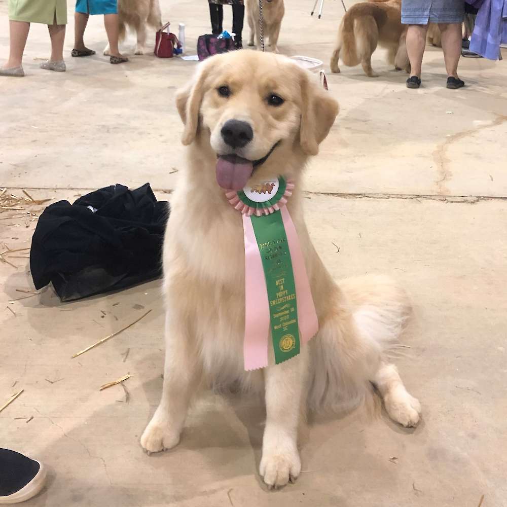 Tilly Best in Puppy Sweepstakes