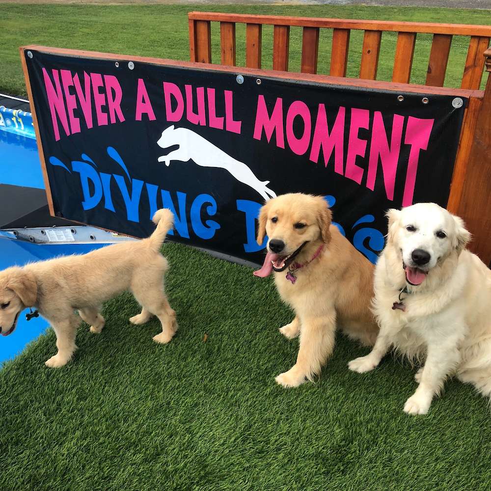 Tilly, Piper and Betty Dock diving