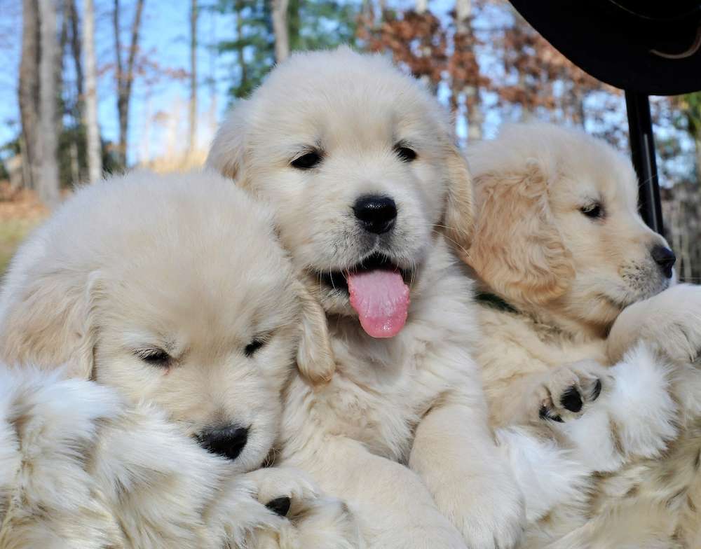 Puppies