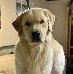 Am CH Autumnlake's Enter Sandman